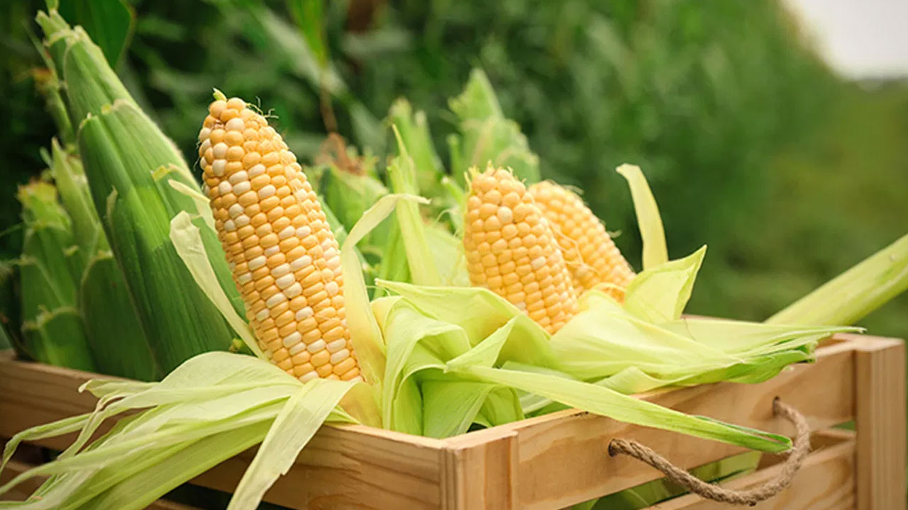 Sweet Corn : వీటిని డైలీ డైట్ లో చేర్చుకుంటే ఏం జరుగుతుందో తెలుసా…!!