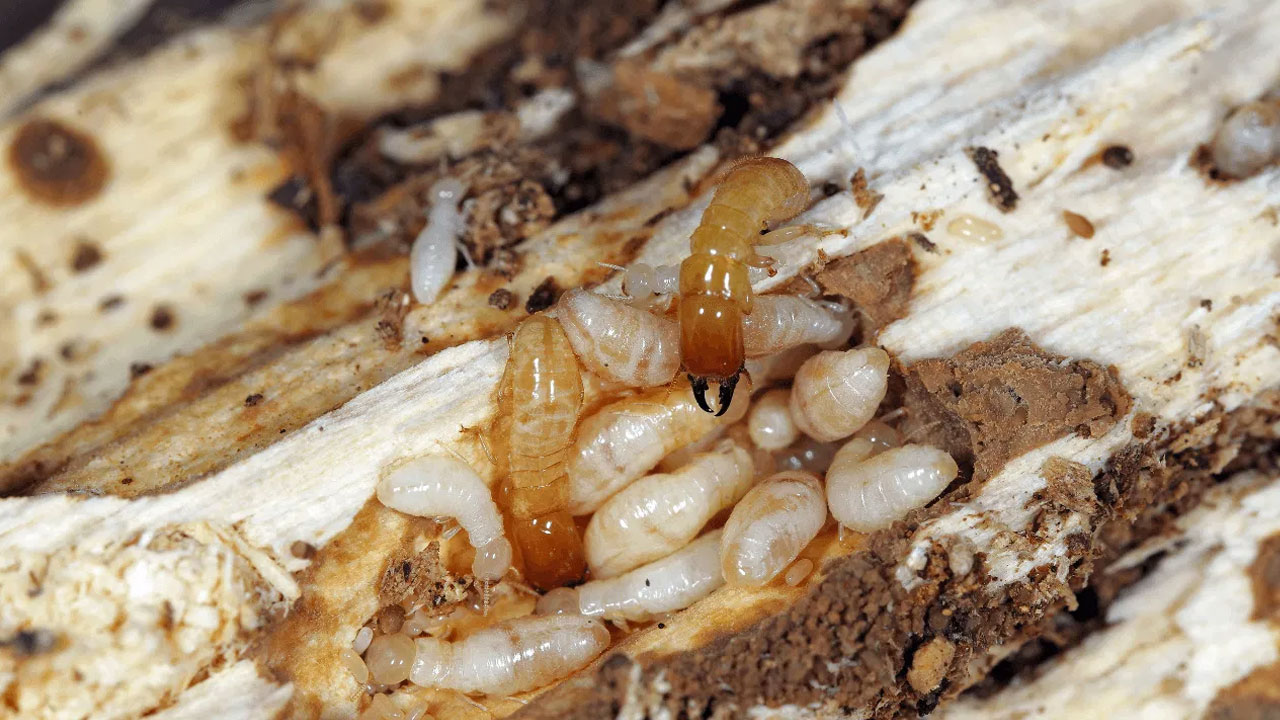 Termites : చెద పురుగులు మీ ఇంటిని నాశనం చేస్తున్నాయా… ఇలా చేయండి…జీవితంలో మీ జోలికి రావు…!!