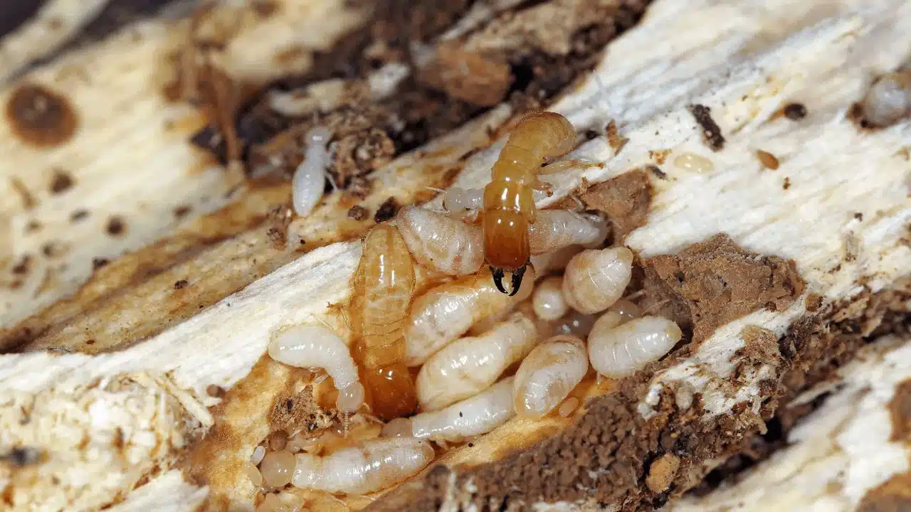 Termites : చెద పురుగులు మీ ఇంటిని నాశనం చేస్తున్నాయా... ఇలా చేయండి...జీవితంలో మీ జోలికి రావు...!!