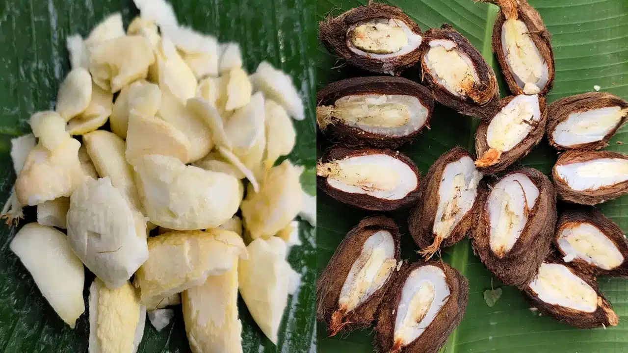 Thati Burra Gujju : ఈ పండు కార్తీక మాసంలో స్పెషల్... అదేమిటో తెలుసా...!!