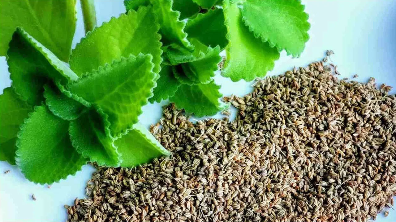 Ajwain Leaves : ఈ మొక్కతో కలిగి ఆరోగ్య ప్రయోజనాలు అన్ని ఇన్ని కావు…!