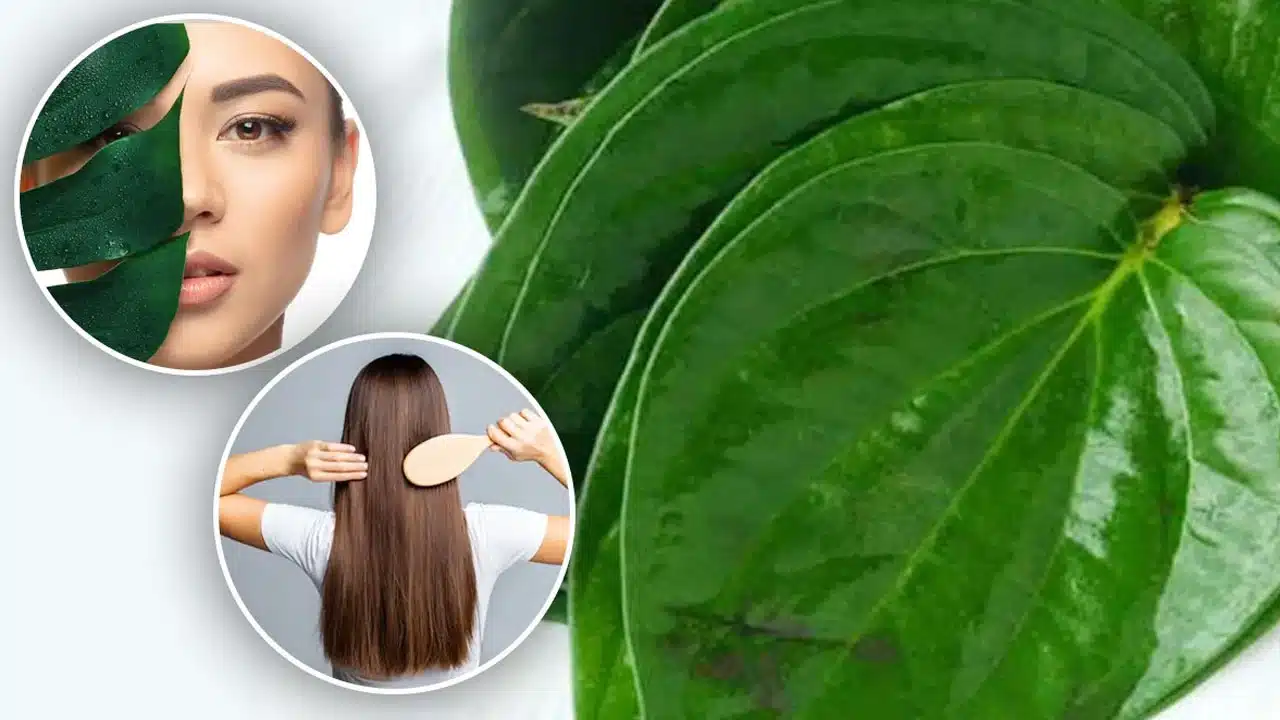 Betel Leaf : తమలపాకులు ఆరోగ్యానికి మాత్రమే కాదు జుట్టుకు కూడా అద్భుతంగా పని చేస్తాయి... ఎలాగంటే...??