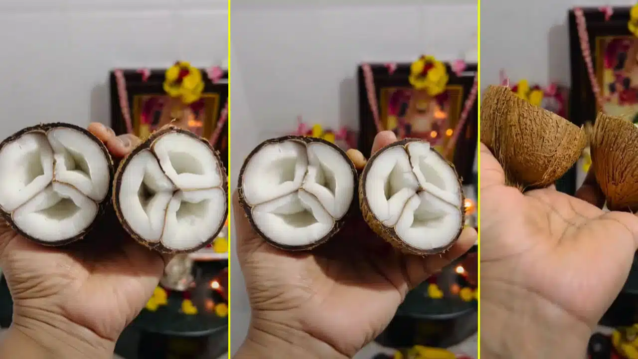 Viral Video : కొబ్బరికాయలో మూడు గదులు.. ఇదెక్కడి విచిత్రం అంటున్న నెటిజన్స్