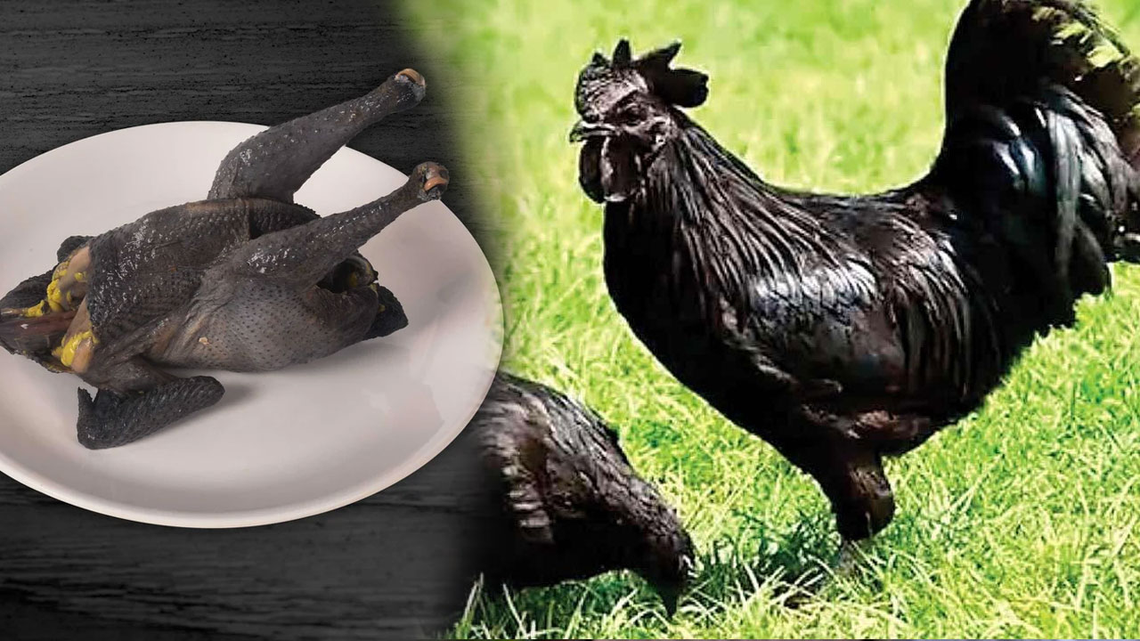 Kadaknath Chicken : క‌డ‌క్ నాథ్ చికెన్‌లో ఇన్ని ప్ర‌యోజ‌నాలా.. కొలెస్ట్రాల్ స‌మస్య ఏ మాత్రం లేదు..!