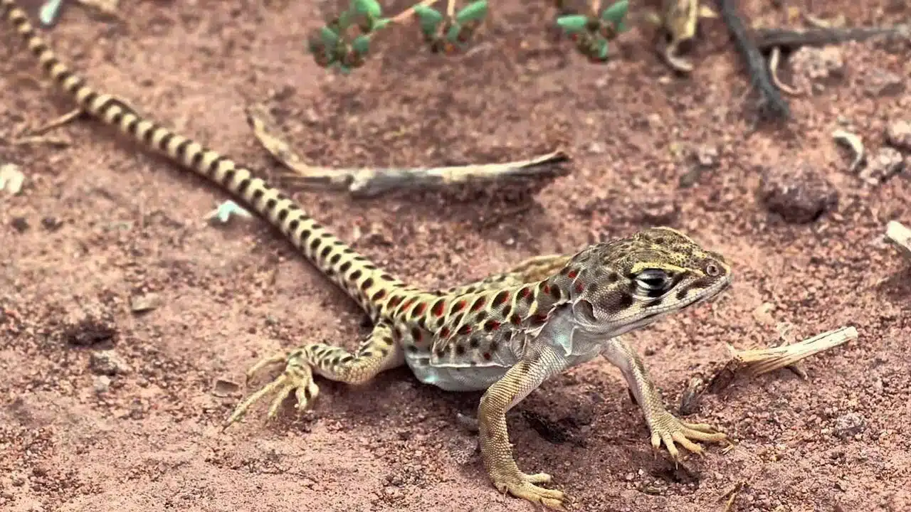 Lizard : బల్లి మీద పడితే మంచిదేనా... శాస్త్రం ఏం చెబుతుందంటే....!
