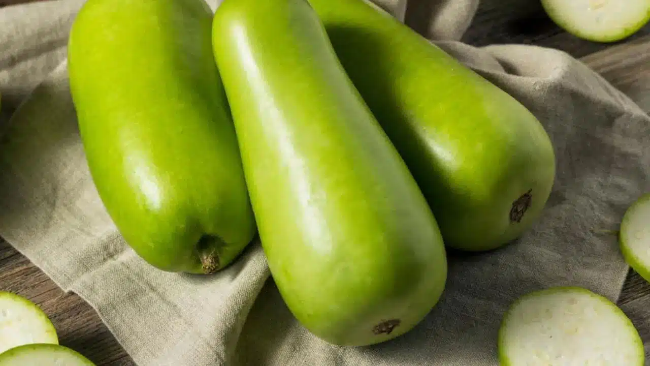 Bottle Gourd : సొరకాయ మన ఆరోగ్యానికి దివ్య ఔషధం... లాభాలు తెలిస్తే... ఆశ్చర్యపోతారు...??