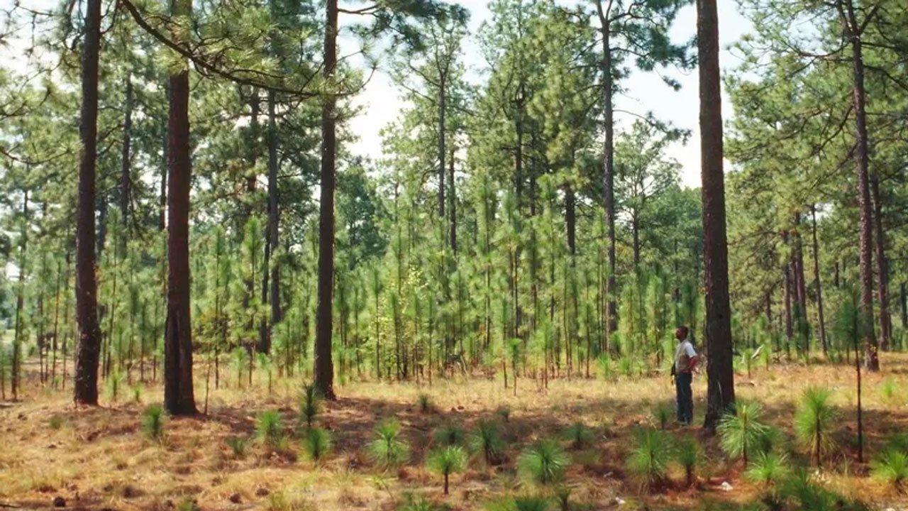 Forest Management అట‌వీ నిర్వ‌హ‌ణ‌కు AI వినియోగం స‌త్ఫ‌లితాలు సాధిస్తున్న‌ ఉత్త‌రాఖండ్