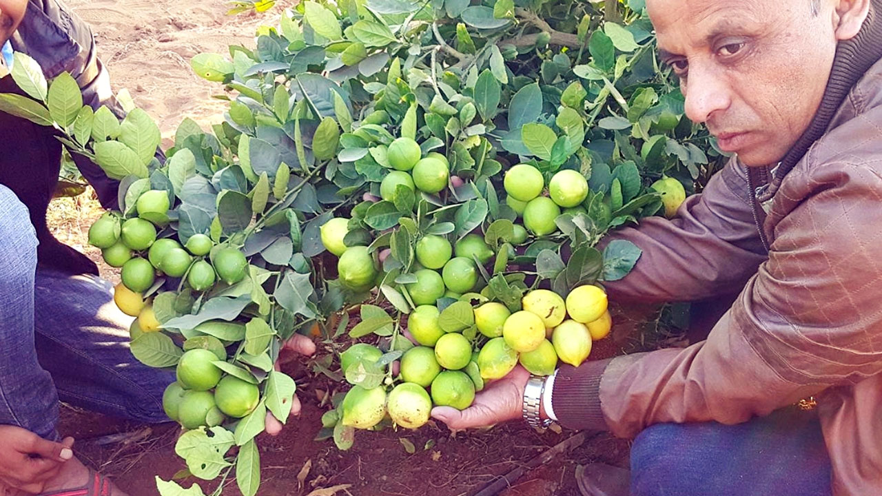 Lemon Farmers : ధ‌ర‌ల ప‌త‌నంతో తీవ్ర నిర్వేదంలో నిమ్మ రైతులు.. ప్ర‌త్యామ్నాయ పంట‌ల సాగుకు మొగ్గు