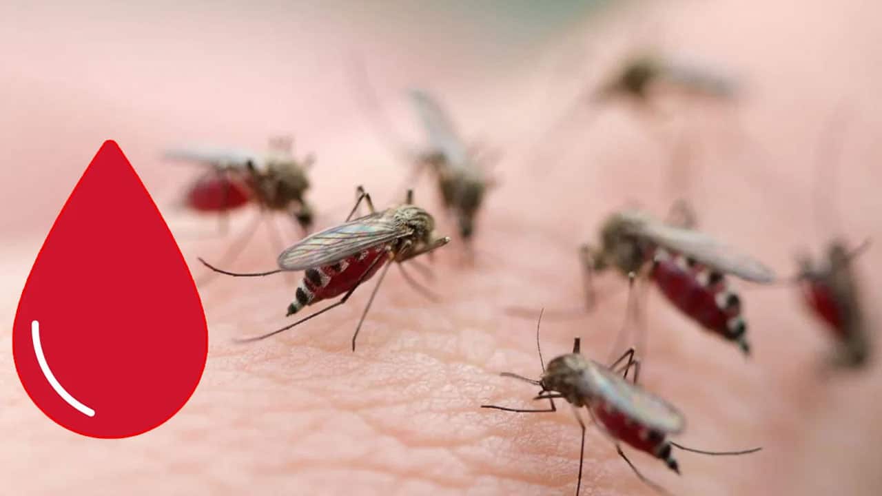 Mosquitoes : దోమలు ఎందుకు మన రక్తాన్ని తాగుతాయి .. వీటికి ఇష్టమైన బ్లడ్ గ్రూప్ ఏమిటో తెలుసా…?