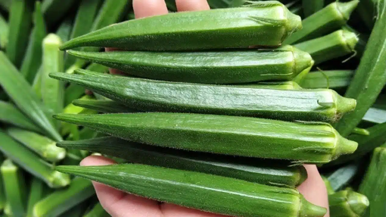 Okra : బెండకాయలతో అద్భుతమైన ఫలితాలు... డయాబెటిస్, కొలెస్ట్రాల్ కు దివ్య ఔషధం...!
