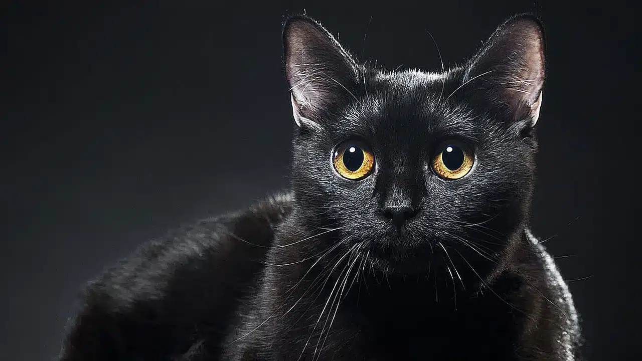 Black Cat : మనం బయటకు వెళ్లేటప్పుడు నల్ల పిల్లి ఎదురైతే... అశుభమా..? నిజమెంత..?
