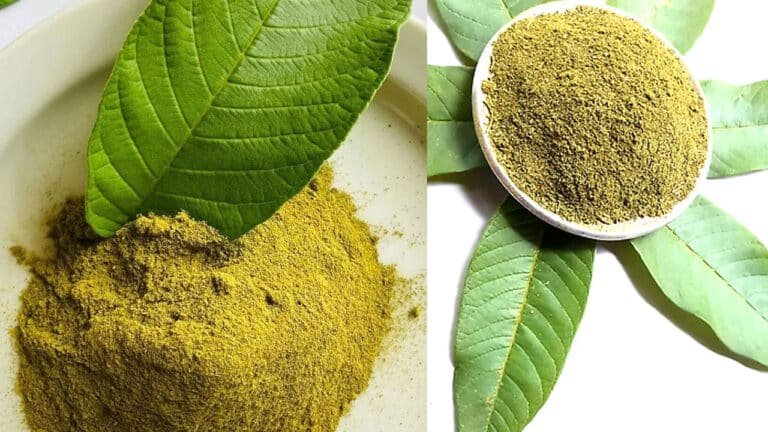 Guava Leaves : పరిగడుపున ఈ ఆకులను తింటే ఏమవుతుందో తెలుసా… ఈ రకపు వ్యాధులకు చెక్ పెట్టొచ్చంట…!