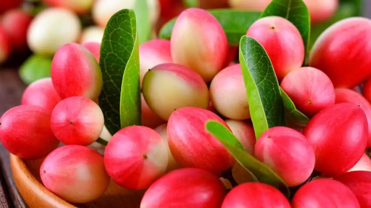 Karonda Fruit : సంవత్సరంకు ఒకసారి దొరికే ఈ పండు తింటే ఒంట్లో కొవ్వు వెన్నెలా కరిగిపోతుంది...! ఇంకా ఎన్నో లాభాలు....!