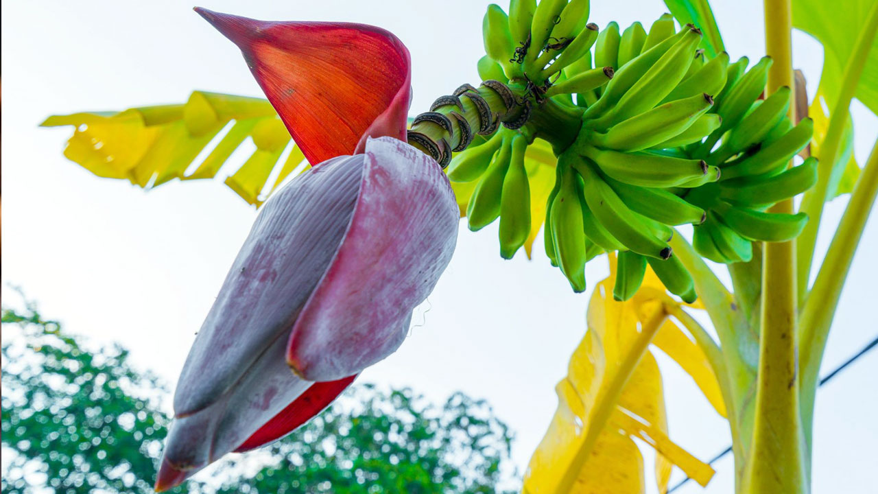 Banana Flower : అరటి పువ్వే కదా అని తొక్క తీసేసినట్లు తీసి పారేయకండి… వారానికి ఒక్కసారి తింటే మిరాకిలే…?