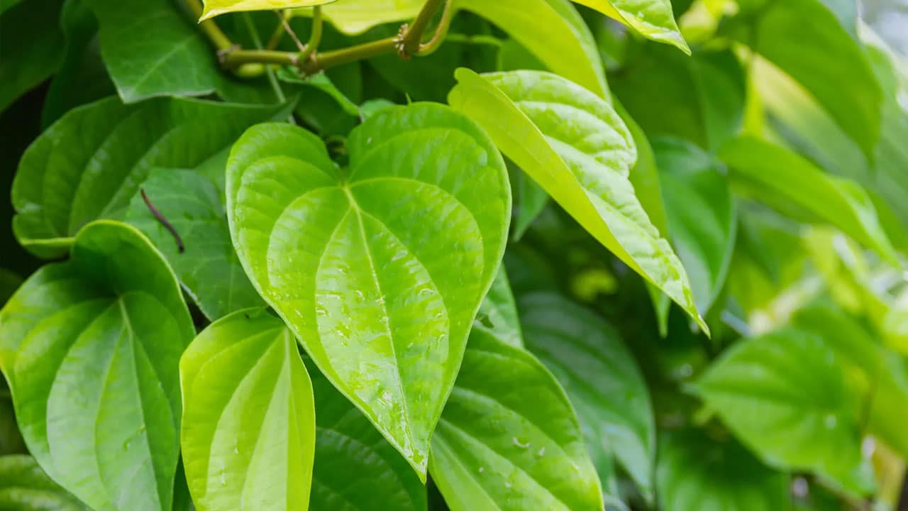 Betel Leaves Benefits : రోజు తమలపాకులు తింటే భార్య భ‌ర్త‌లకు ఆ విషయంలో మీకు తిరుగులేదు…?