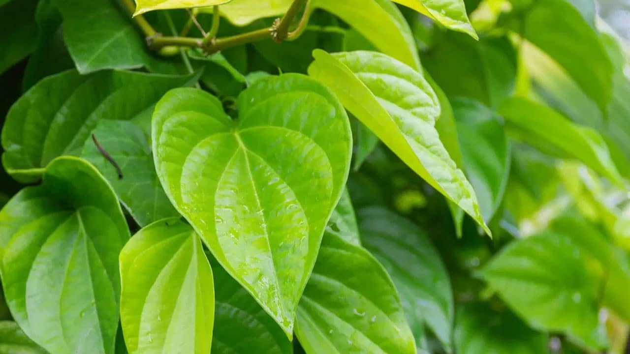 Betel Leaves : తమలపాకులు తింటే, మీ శరీరంలో ఓ అద్భుతం జరుగుతుంది… అదేంటో తెలుసా…?