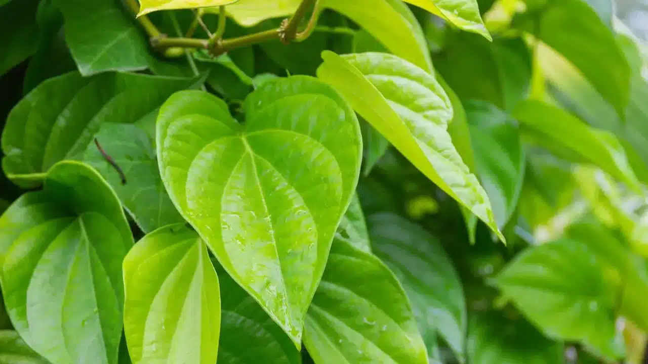 Betel Leaves : తమలపాకులు తింటే, మీ శరీరంలో ఓ అద్భుతం జరుగుతుంది... అదేంటో తెలుసా...?