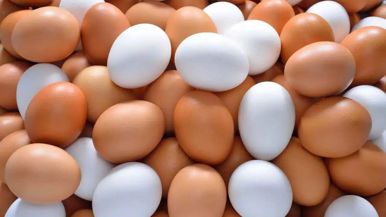 Brown Egg VS White Egg : కోడిగుడ్లు గోధుమ,తెలుపు ఈ రెండిట్లో ఎక్కువ పోషకాలు ఉన్నాయో తెలుసా...?