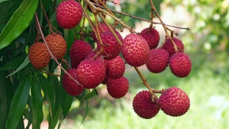 Lychee Benefits : లీచి పండ్లు గురించి మీకు తెలుసా… దీని ఆరోగ్య ప్రయోజనాలు.. దీన్ని ఎప్పుడైనా తిన్నారా…?