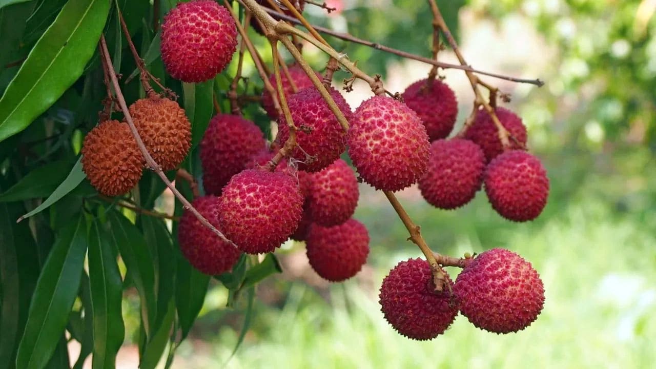 Lychee Benefits : లీచి పండ్లు గురించి మీకు తెలుసా… దీని ఆరోగ్య ప్రయోజనాలు.. దీన్ని ఎప్పుడైనా తిన్నారా…?