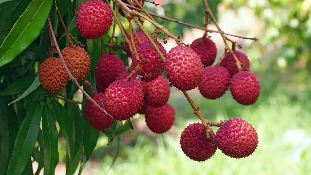 Lychee Benefits : లీచి పండ్లు గురించి మీకు తెలుసా... దీని ఆరోగ్య ప్రయోజనాలు.. దీన్ని ఎప్పుడైనా తిన్నారా...?