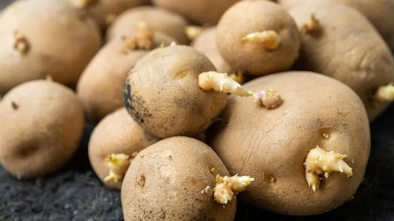 Potatoes : బంగాళదుంప్పల పై మొలకలు త్వరగా రాకుండా ఉండాలంటే… ఈ విధంగా చేయండి..?