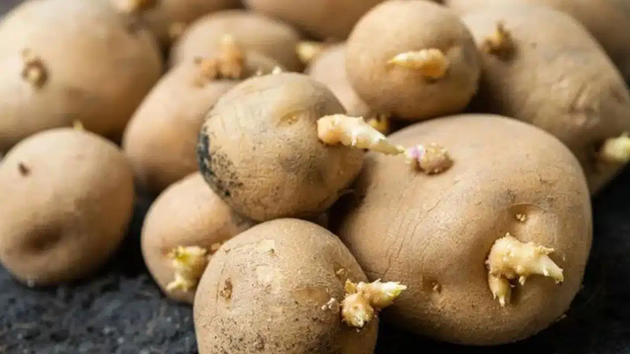 Potatoes : బంగాళదుంప్పల పై మొలకలు త్వరగా రాకుండా ఉండాలంటే... ఈ విధంగా చేయండి..?