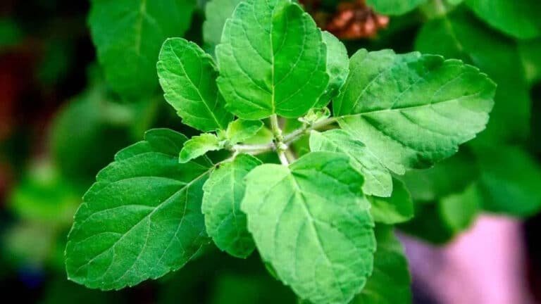 Tulsi : తులసి మొక్కే కదా అని కొట్టి పారేయకండి.. లాభాలు తెలిస్తే షాక్ అవ్వాల్సిందే…