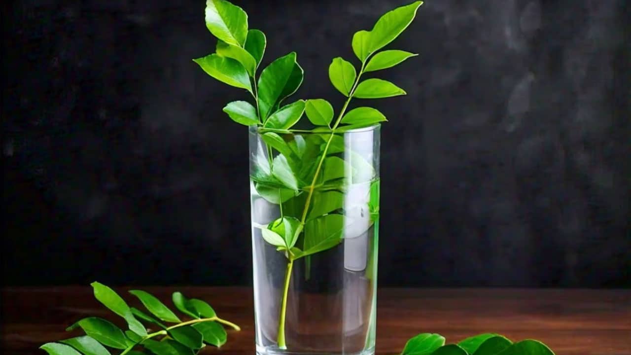 Curry Leaves Water Benefits : ఒక నెల రోజులు ఉదయాన్నే పరగడుపున కరివేపాకు నీరు తాగండి… వాంబో దిమ్మతిరిగే ఆరోగ్య ప్రయోజనాలుగా…?