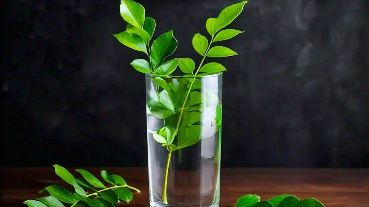 Curry Leaves Water Benefits : ఒక నెల రోజులు ఉదయాన్నే పరగడుపున కరివేపాకు నీరు తాగండి... వాంబో దిమ్మతిరిగే ఆరోగ్య ప్రయోజనాలుగా...?