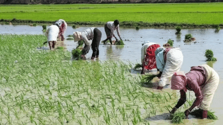 New Ration Cards : తెలంగాణ‌లో పేద‌, మ‌ధ్య త‌ర‌గ‌తి ఆశావాహుల‌కు గుడ్‌న్యూస్‌.. ఈ నెల 26 నుంచి కొత్త రేషన్‌కార్డుల పంపిణీ