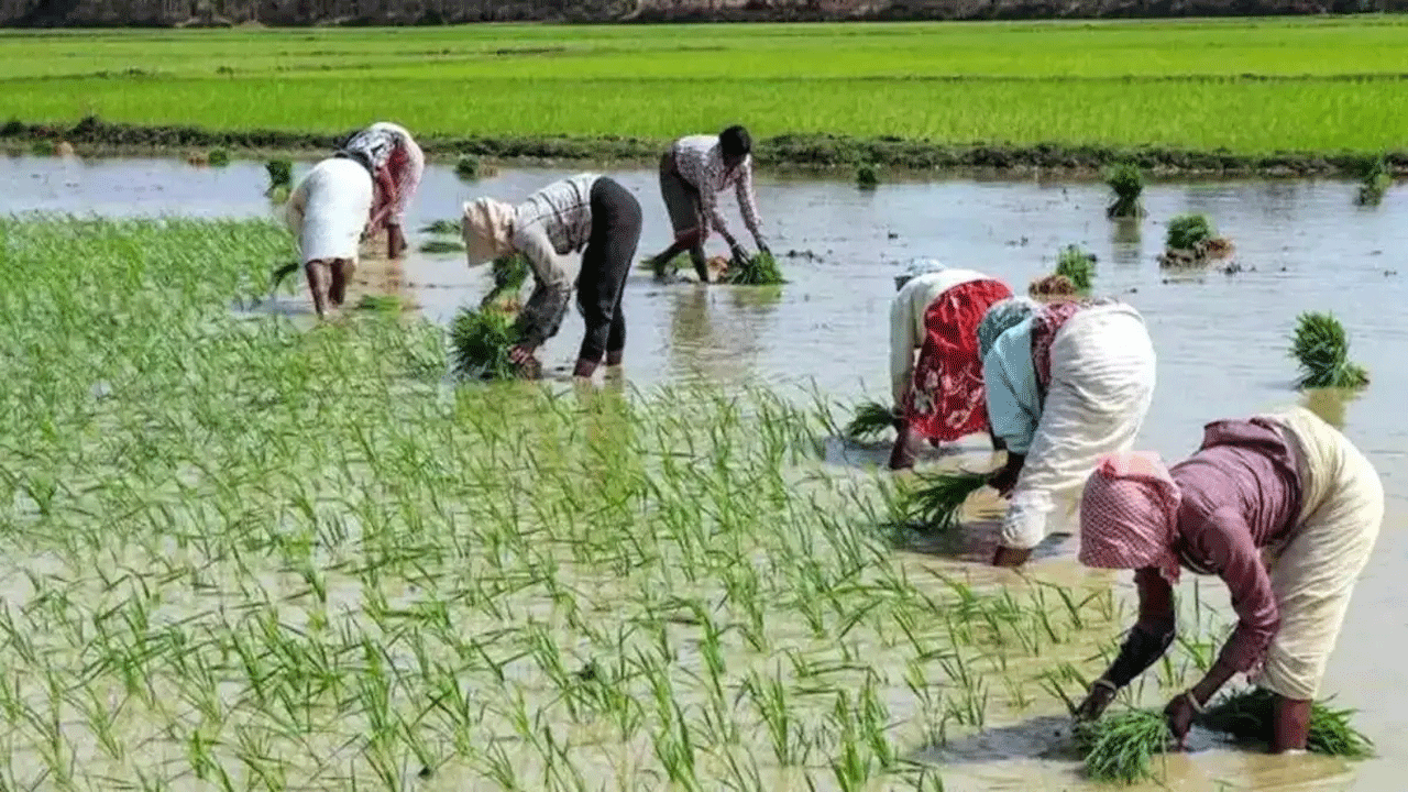 New Ration Cards : తెలంగాణ‌లో పేద‌, మ‌ధ్య త‌ర‌గ‌తి ఆశావాహుల‌కు గుడ్‌న్యూస్‌.. ఈ నెల 26 నుంచి కొత్త రేషన్‌కార్డుల పంపిణీ