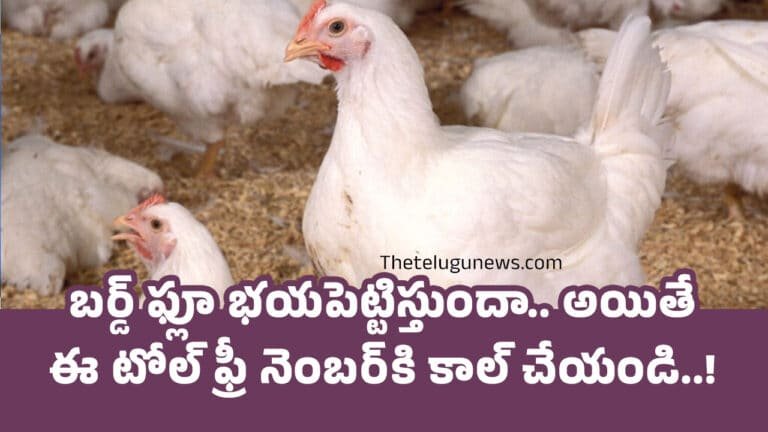 Bird Flu : బ‌ర్డ్ ఫ్లూ భ‌య‌పెట్టిస్తుందా.. అయితే ఈ టోల్ ఫ్రీ నెంబ‌ర్‌కి కాల్ చేయండి..!