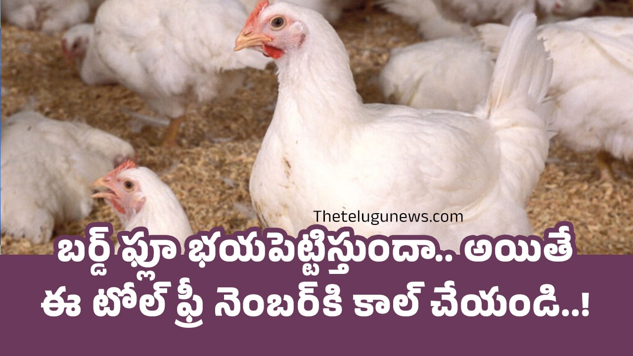 Bird Flu బ‌ర్డ్ ఫ్లూ భ‌య‌పెట్టిస్తుందా అయితే ఈ టోల్ ఫ్రీ నెంబ‌ర్‌కి కాల్ చేయండి