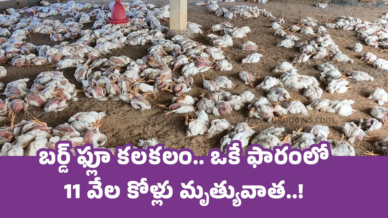 Bird Flu : బర్డ్ ఫ్లూ క‌ల‌క‌లం.. ఒకే ఫారంలో 11 వేల కోళ్లు మృత్యువాత‌..!