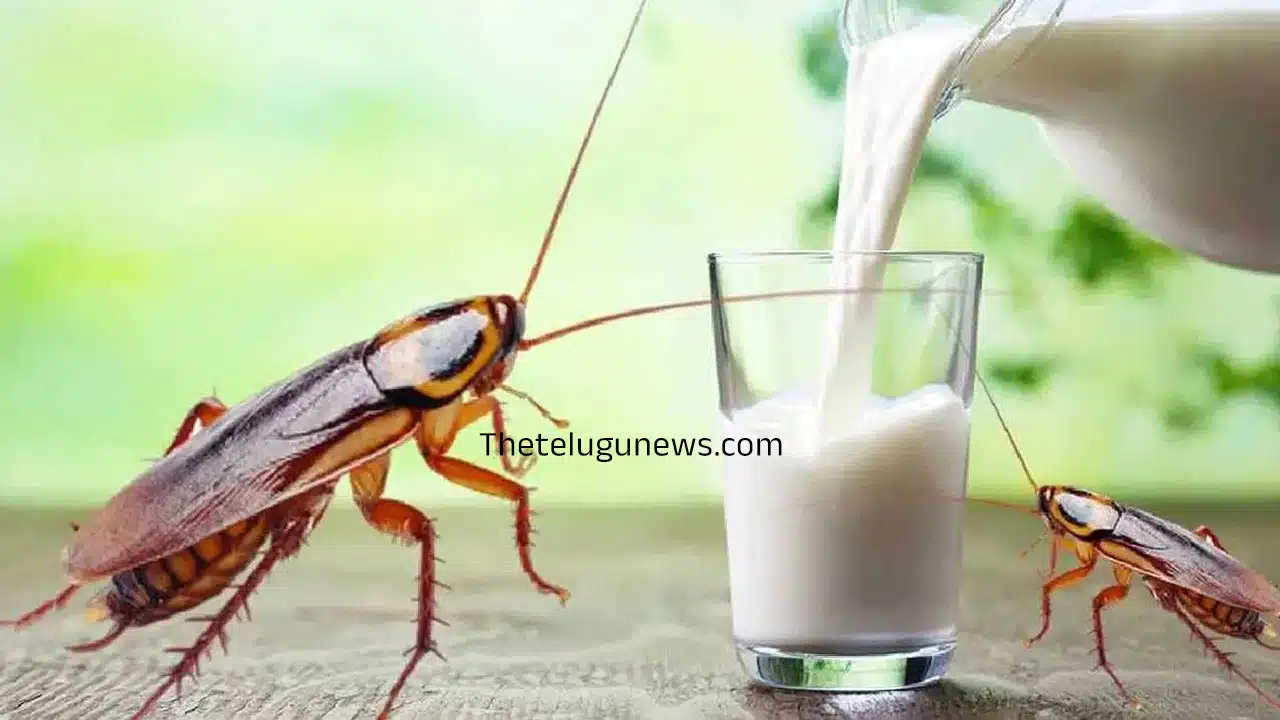 Cockroach Milk : బొద్దింక పాలలో ఇన్ని ప్రయోజనాలా... శాస్త్రవేత్తలు ఏం చెబుతున్నారంటే...!