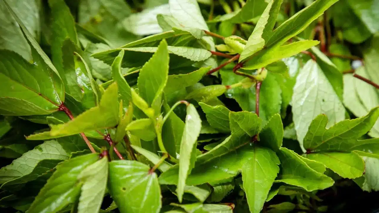 Gongura : గోంగూరలో మటన్ లో ఉన్న విటమిన్స్... ఆరోగ్య ప్రయోజనాలు తెలిస్తే.. అస్సలు వదలరు...?