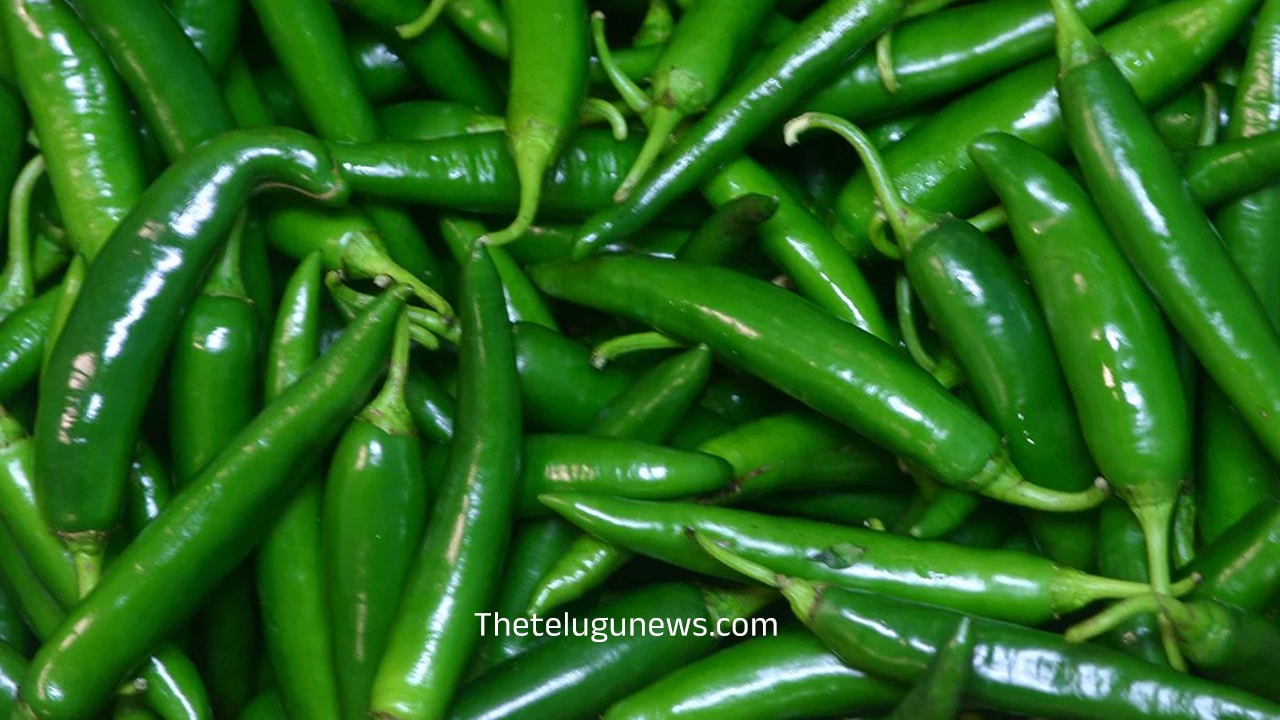 Green Chilli : క్యాన్సర్ పేషెంట్లకు ఇది దివ్య ఔషధం… వీటిని తింటే క్యాన్సర్ పరార్… రోజుకు ఎన్ని తినాలో తెలుసా…?