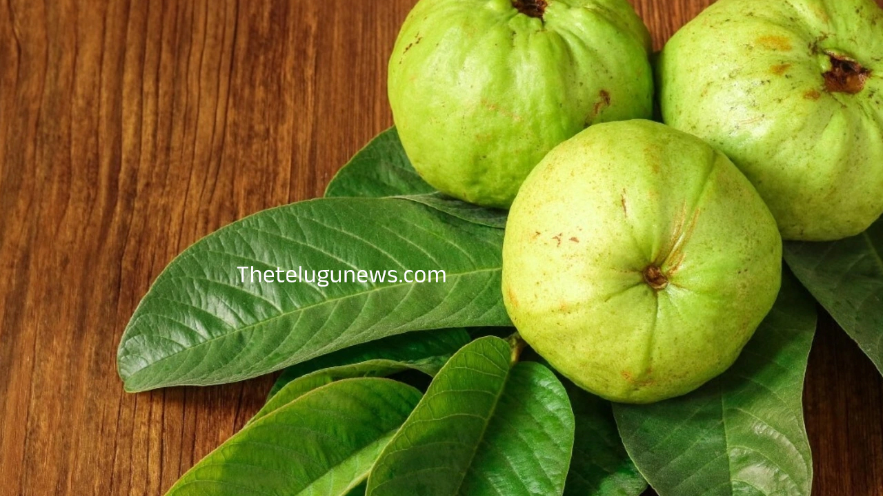 Guava Leaves Benefits : జామ పండే కాదు… ఆకులు కూడా ఈ వ్యాధి ఉన్నవారికి దివ్య ఔషధం… ఆ సమస్యకు చెక్…?