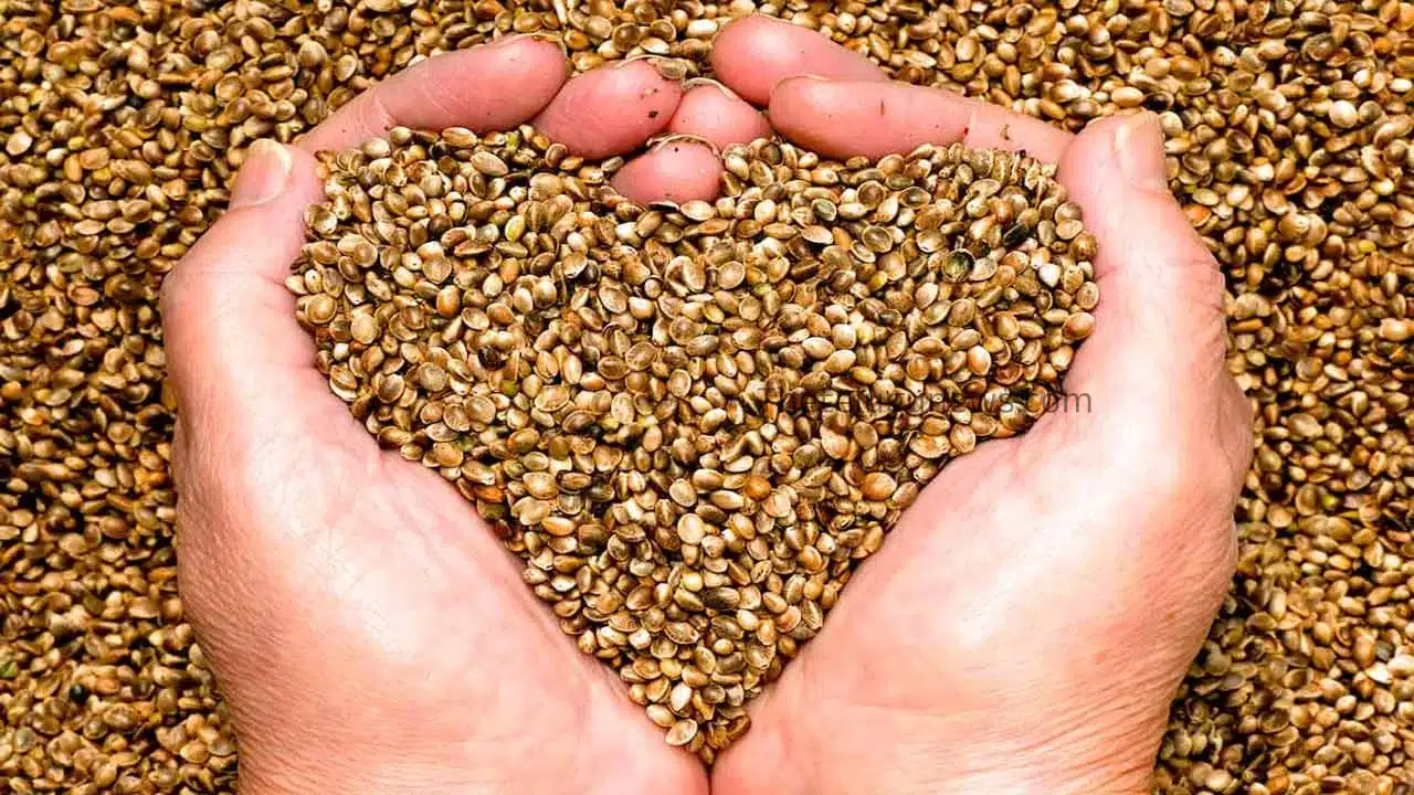 Heart Attack : ఈ విత్తనాల తో గుండె పోటు మటుమాయం... అనేక అద్భుత ఆరోగ్య ప్రయోజనాలు...!
