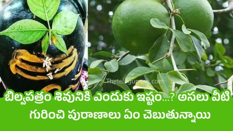 Maha Shivaratri : బిల్వపత్రం శివునికి ఎందుకు ఇష్టం…? అసలు వీటి గురించి పురాణాలు ఏం చెబుతున్నాయి..?