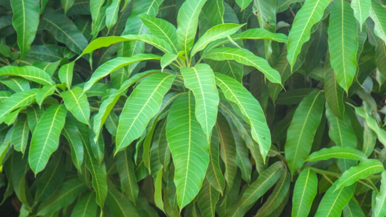 Mango Leaves : మామిడి ఆకులతో ఎన్ని ఆరోగ్య ప్రయోజనాలు ఉన్నాయో తెలుసా…! తప్పక తెలుసుకోండి…!