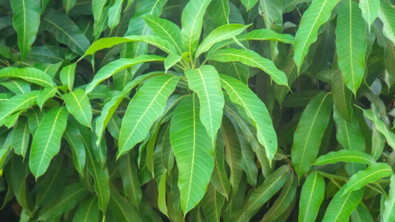 Mango Leaves : మామిడి ఆకులతో ఎన్ని ఆరోగ్య ప్రయోజనాలు ఉన్నాయో తెలుసా...! తప్పక తెలుసుకోండి...!