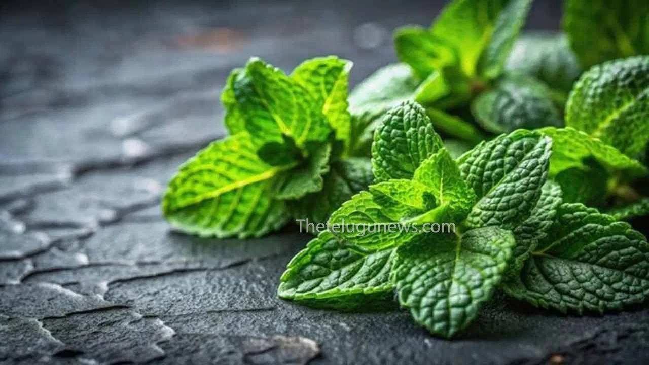 Mint Leaves : ఈ రకపు ఆకులను ఖాళీ కడుపుతో ఉదయాన్నే తిన్నారంటే… ఏం జరుగుతుందో తెలుసా…?