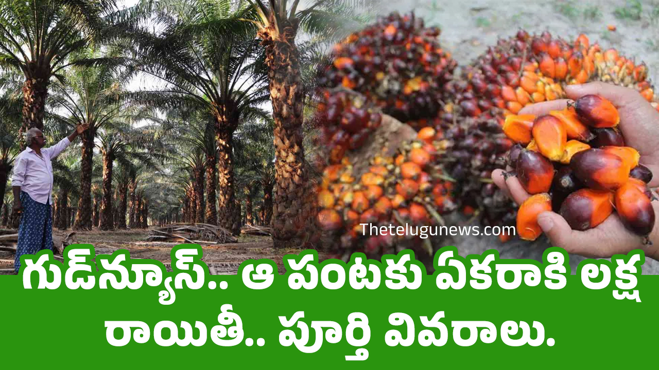 Oil Palm : గుడ్‌న్యూస్‌.. ఆ పంట‌కు ఏక‌రాకి ల‌క్ష రాయితీ.. పూర్తి వివ‌రాలు..!