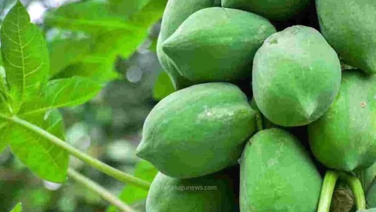 Papaya Juice Benefits : పచ్చి బొప్పాయిని ఎప్పుడైనా తిన్నారా… దీని ఉపయోగాలు  తెలుసా…?
