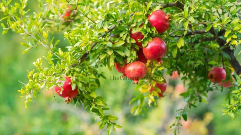 Pomegranate : దానిమ్మ తో ఎన్ని ప్రయోజనాలు ఉన్నాయా.. కానీ ఈ సమస్యలు ఉన్నవారు అస్సలు తినకూడదు…!