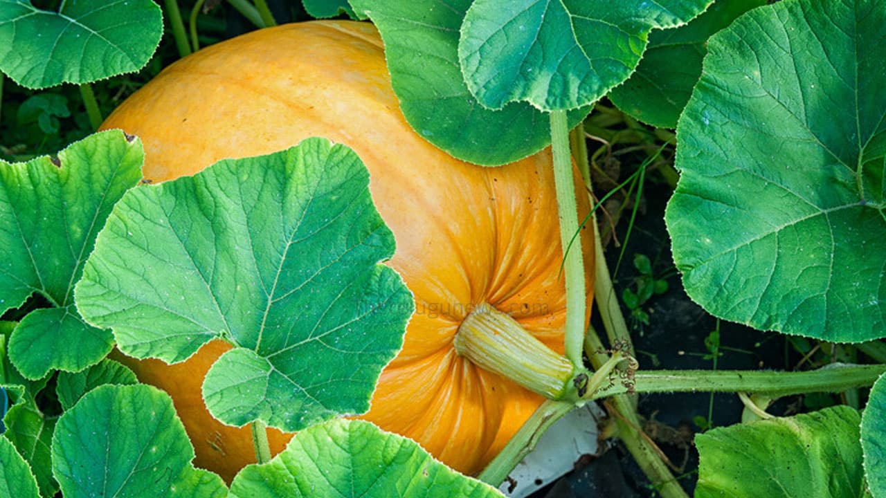 Pumpkin Leaves Benefits : గుమ్మడి పూలతో ఆరోగ్య ప్రయోజనాలు… ముఖ్యంగా మహిళలకు సంజీవని…?