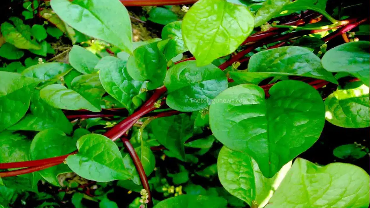 Red Green Leafy : ఎర్ర బచ్చల ఆకు కూర కాదు దివ్య ఔషధం.. తప్పకుండా తినాల్సిందే...!
