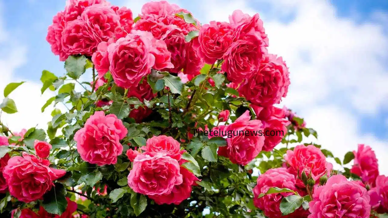 Rose Flowers : గులాబీ పువ్వులతో అద్భుత ప్రయోజనాలు.. సరైన పద్ధతిలో వాడినట్లయితే..!